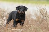 BEAUCERON - PUPPIES 140